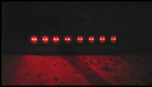 Skulls - Karen A. Romanko photo