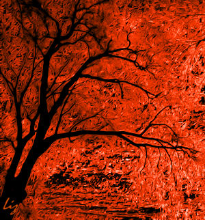 Lost in the Forest - Liz Bennefeld photo