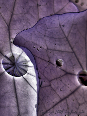 Alien Life - Liz Bennefeld photo