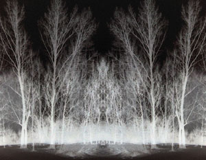 Forest - Liz Bennefeld photo