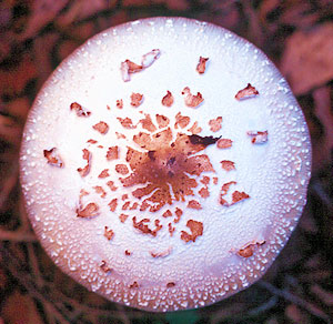 Shroom - David C. Kopaska-Merkel photo