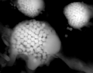 Fungal Eyes - Rich Martens photo