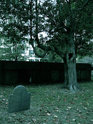 Graveside Trees - Julia Rios photo
