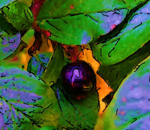 Forbidden Fruit - Liz Bennefeld photo