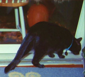 Goblin Patrol - Lyn C. A. Gardner photo