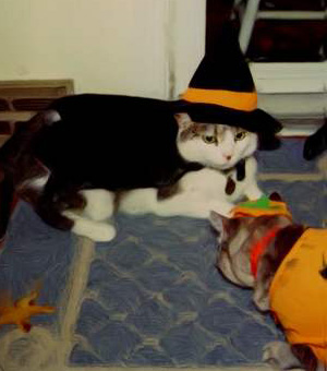 Lying in Wait - Lyn C. A. Gardner photo