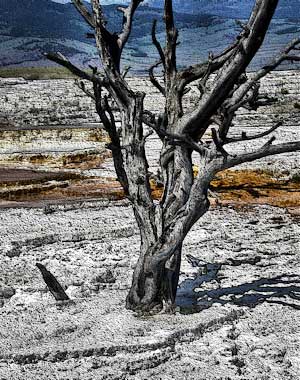 Yellwstone - Deborah P Kolodji photo