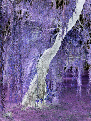 Sentinel - Liz Bennefeld photo