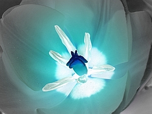 Alien Life - Liz Bennefeld photo