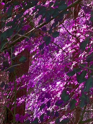 Trees - Liz Bennefeld photo