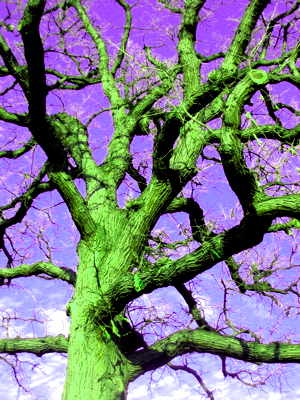 Halloween Tree - Mary A. Turzillo photo