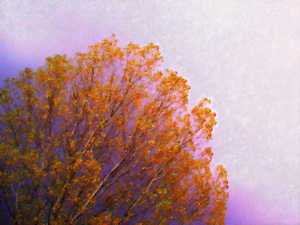 October Sky - Liz Bennefeld photo