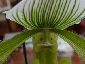 An Orchid - Kath Abela Wilson photo