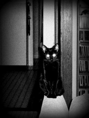 Halloween Cat - Liz Bennefeld photo