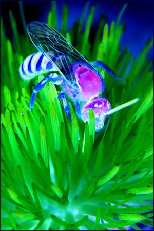 Insectoid - Liz  Bennefeld photo