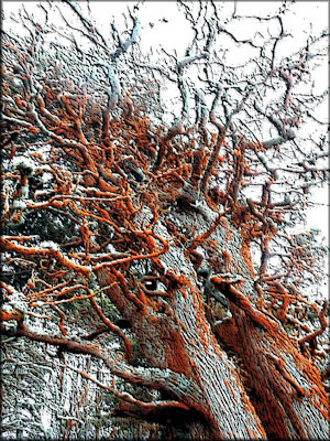 Pacific Rim - Deborah p Kolodji photo