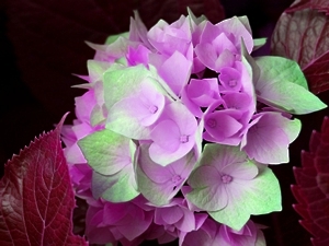 After Dark - Liz Bennefeld photo