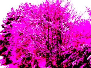 You Can’t Go Back - David C. Kopaska-Merkel photo 