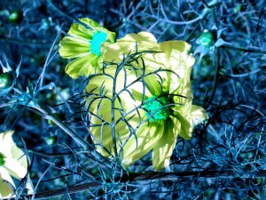 Flora - Liz Bennefeld photo