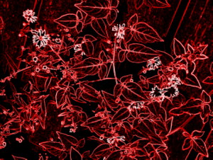 Nightshade - Liz Bennefeld photo