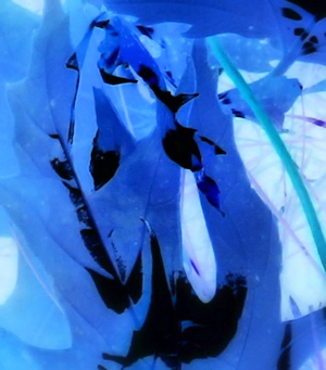 Tree Child - Liz Bennefeld photo