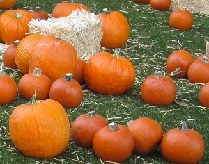 'Tis the Season - Karen A. Romanko photo