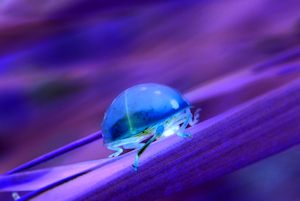 Alien Invasion - Lizl Bennefeld