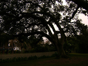 A Wood Along the River Road Outside New Orleans - Denise Dumars