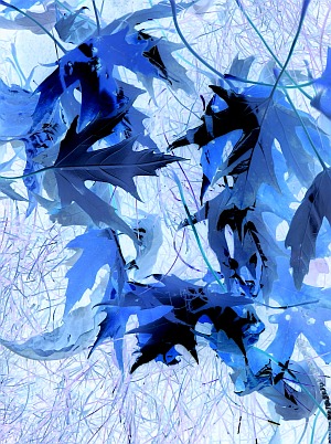 Where Monsters Dwell - Lizl Bennefeld