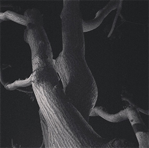 The Frightful Night - Celena StarVela