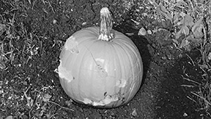 Pumpkin - Cindy O’Quinn