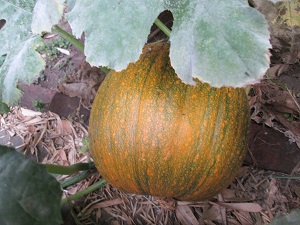Pumpkin photo by Hazel Ann Lee