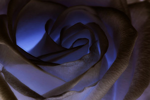 White Rose - Mustang Joe