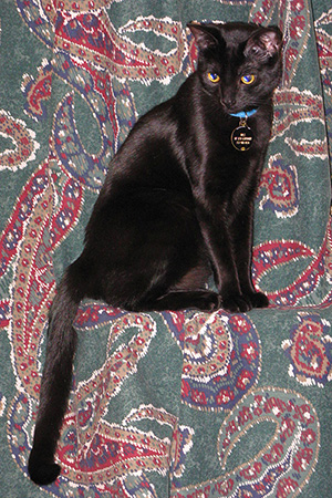 The Catty Hours - Adele Gardner photo