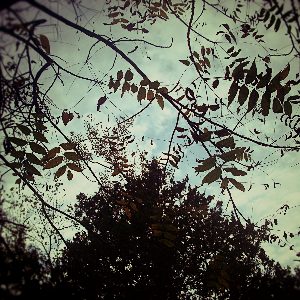 Halloween - Clarabelle Miray Fields