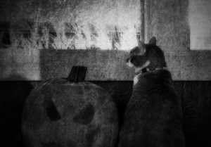 a black and white photo of a cat seated next to a pumpkin